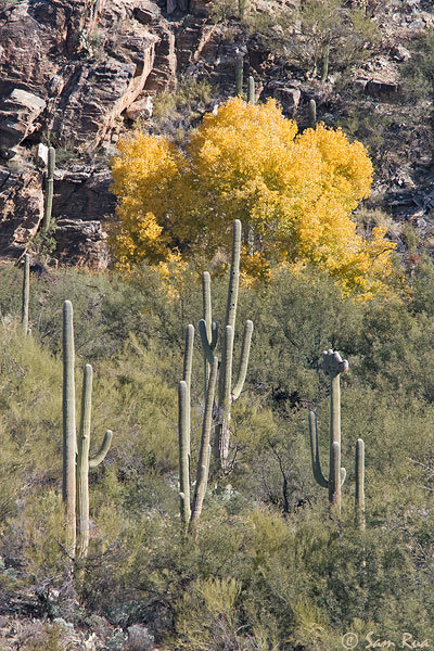 Saguaros_8615.jpg
