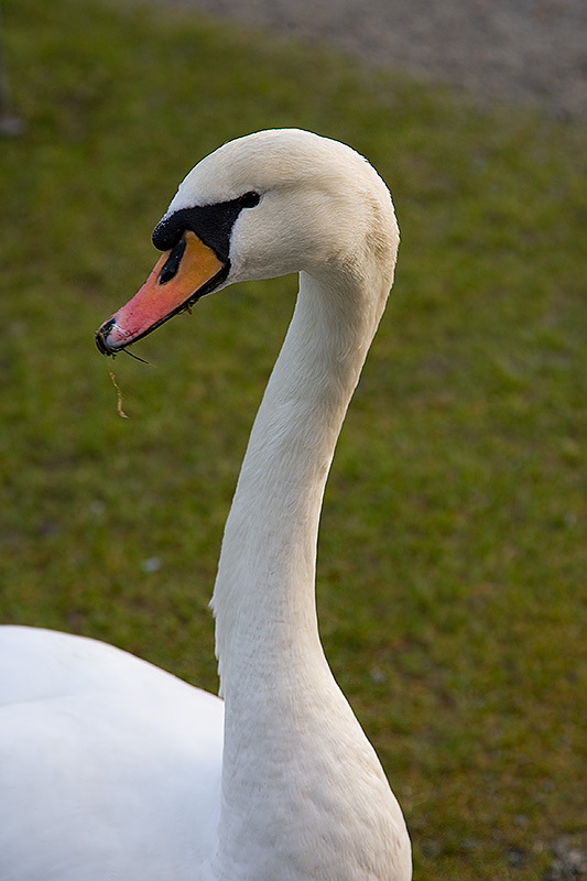 goose