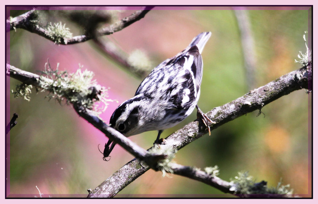 Black and White Warbler