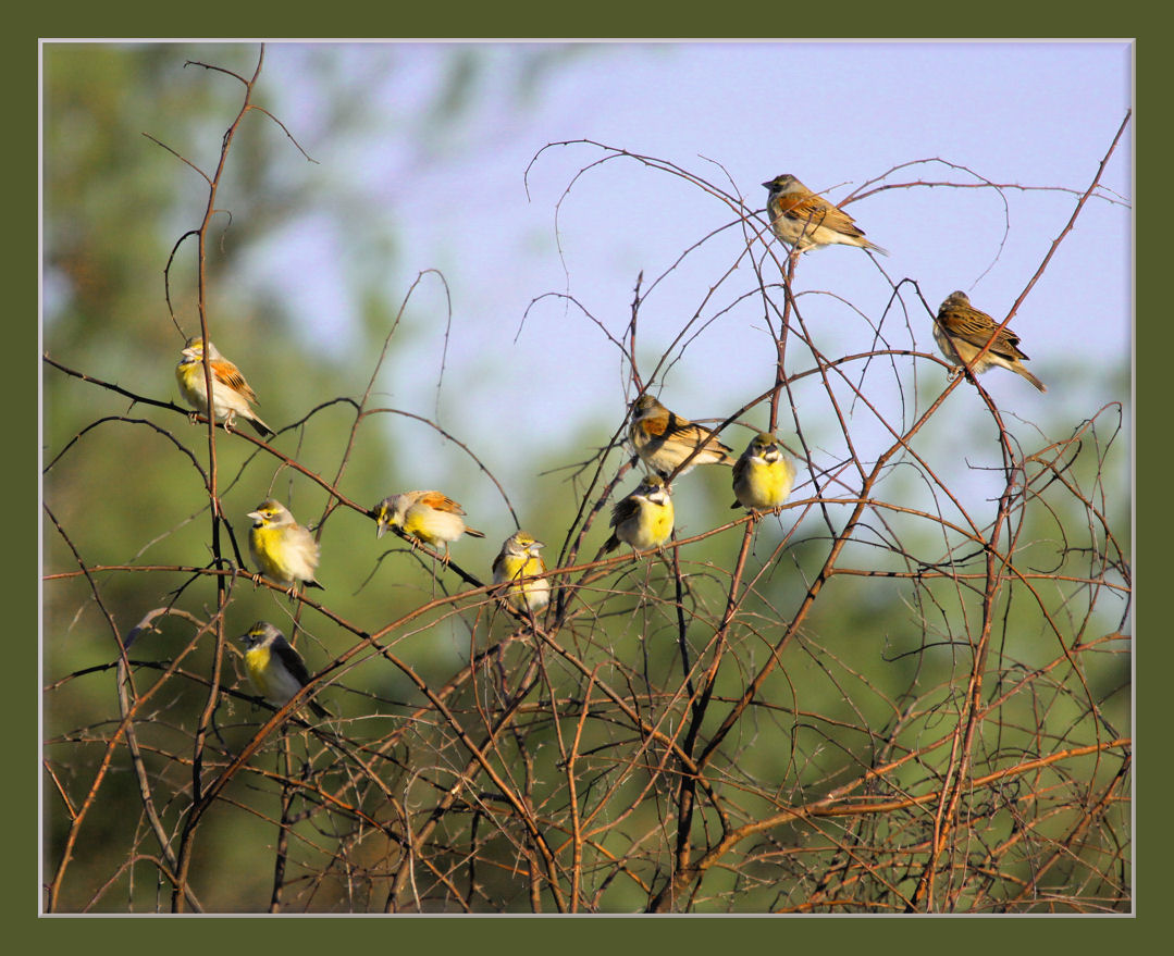 Tree of Dickcissel