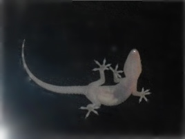 darkgeko