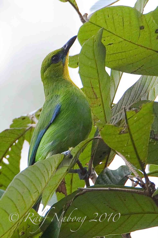 Yellow-throated Leafbird