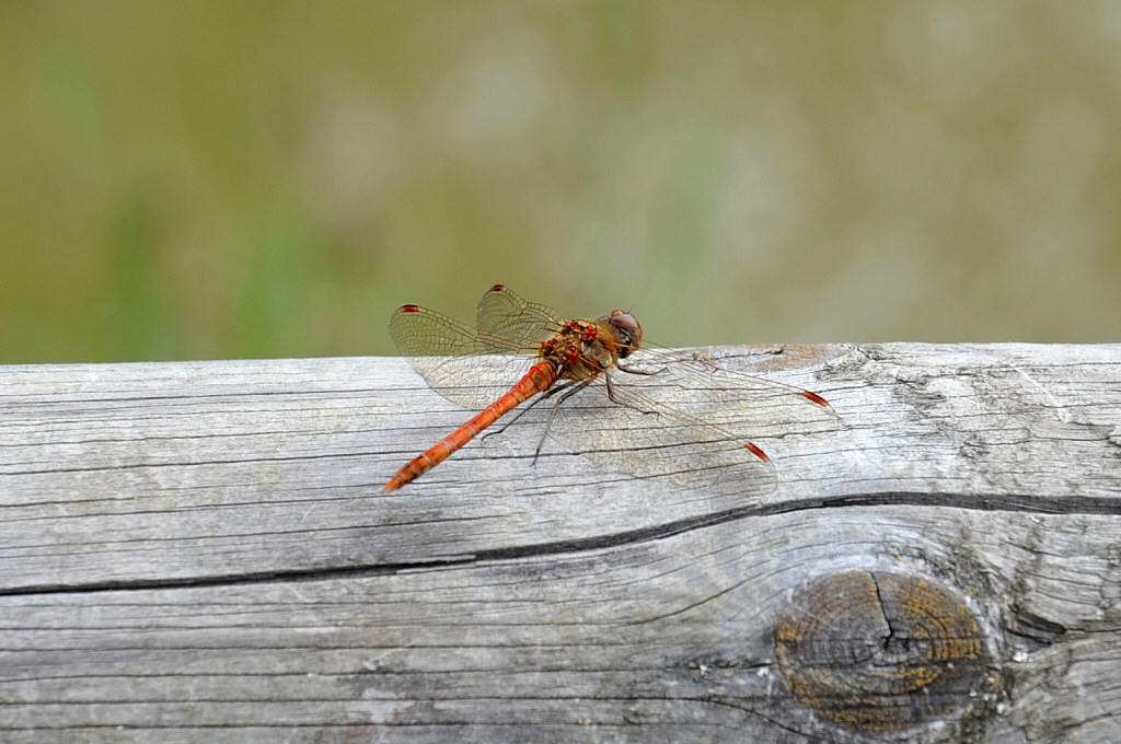 Ruddy Darter 01.jpg