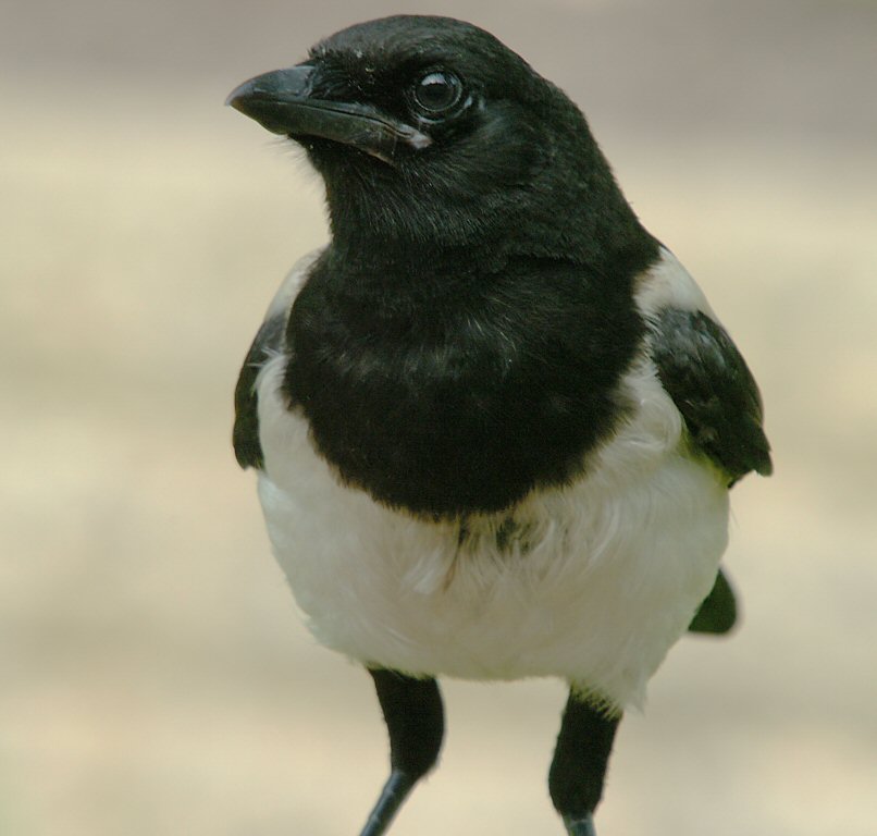 Magpie 01.jpg