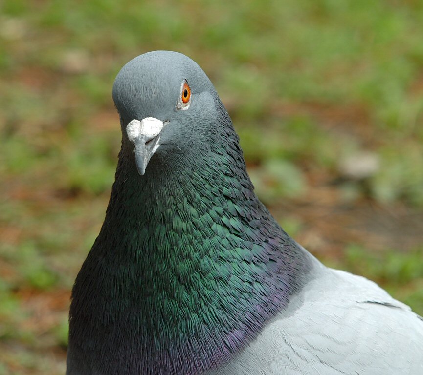 Pigeon 05.jpg