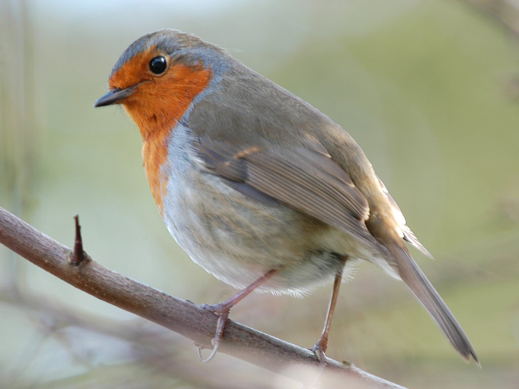 Robin 09.jpg
