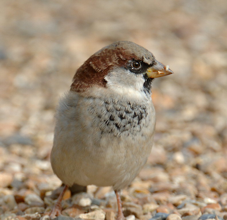 Sparrow 07.jpg