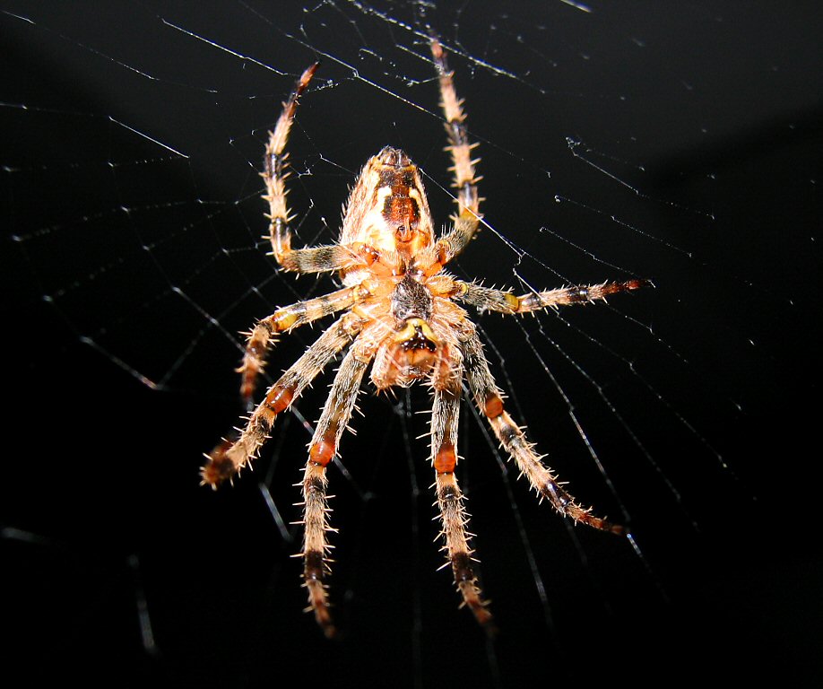 Spider 02.jpg