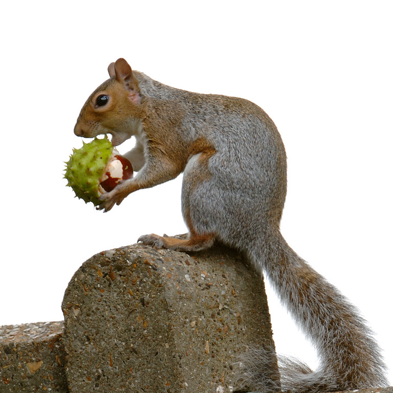 Squirrel 11.jpg