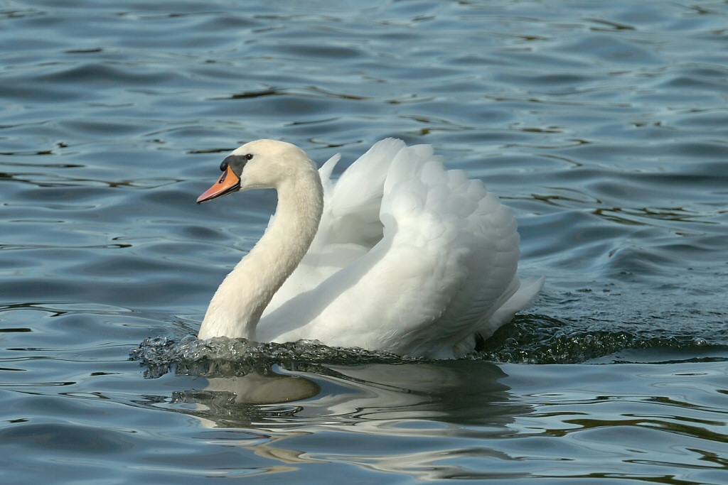 Swan 73.jpg