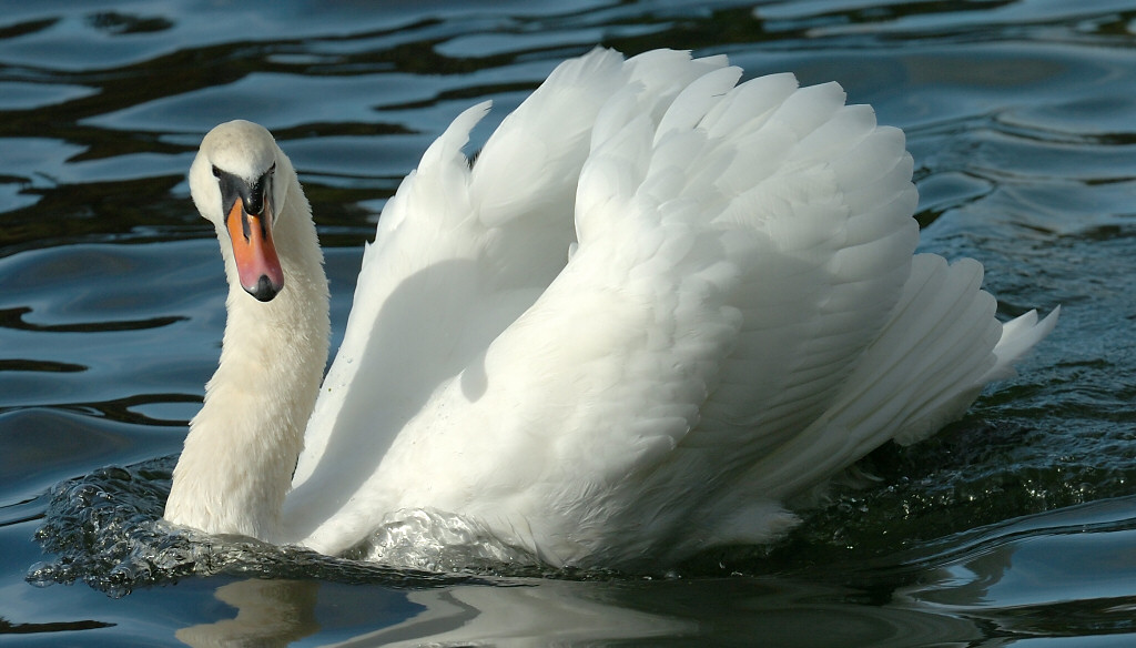 Swan 75.jpg