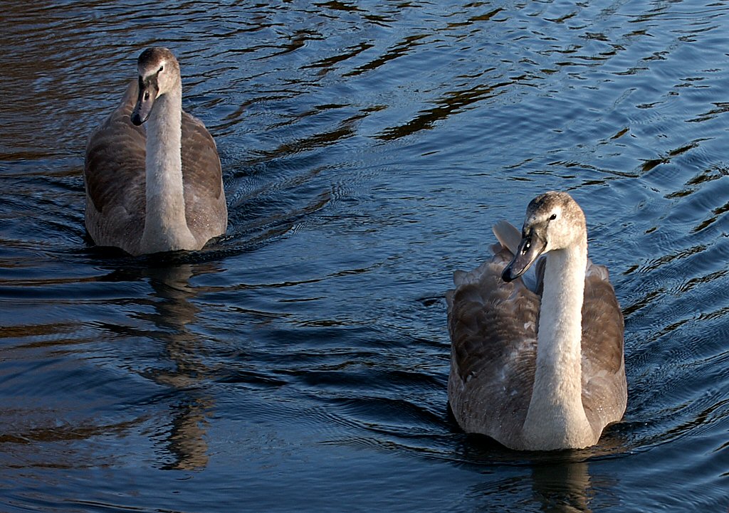 Swan 32.jpg