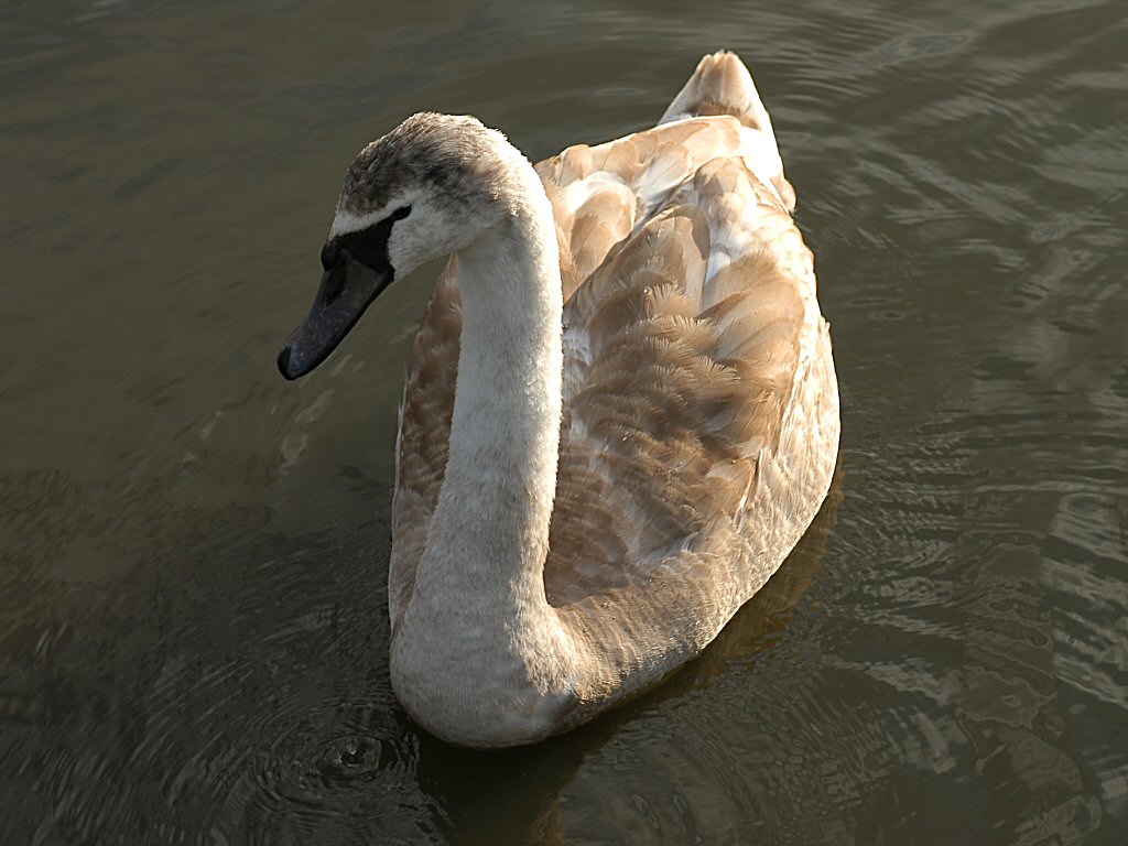 Swan 38.jpg