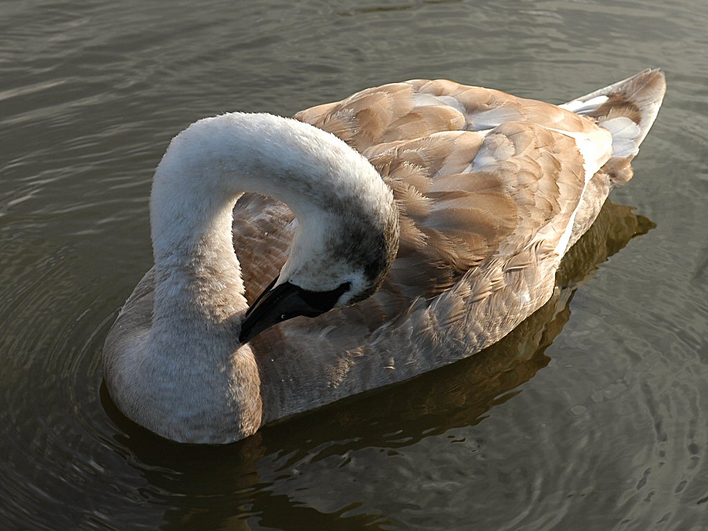 Swan 40.jpg