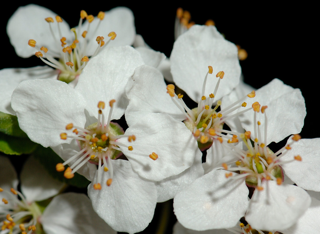 Blossom 36.jpg