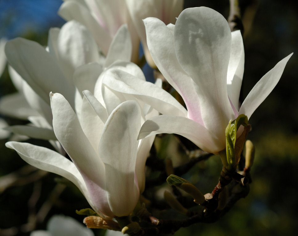 Magnolia 14.jpg