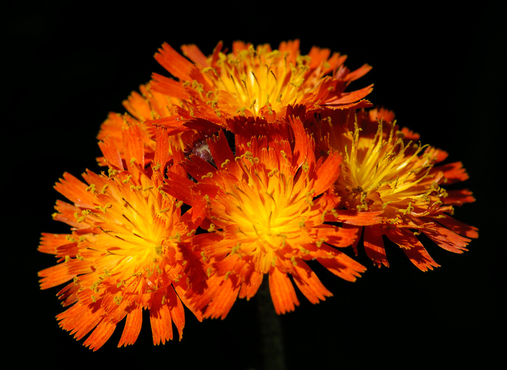 Hawkweed 13.jpg