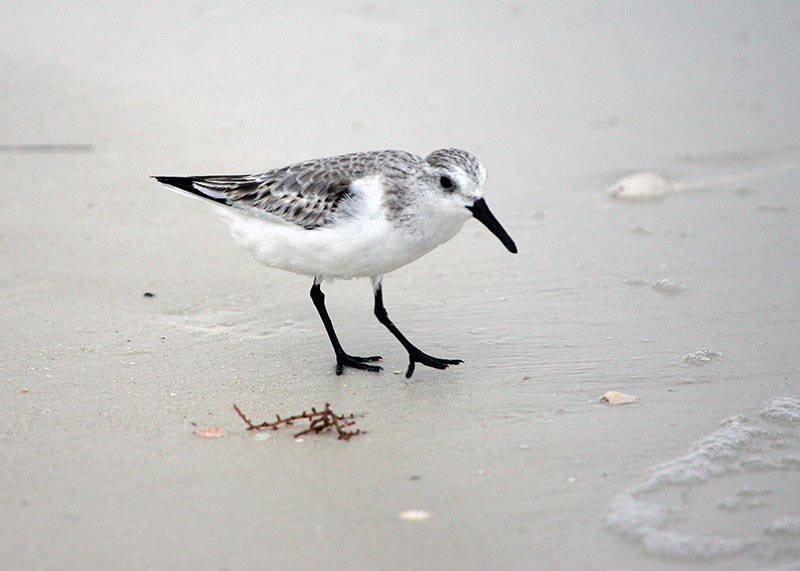 Sanderling