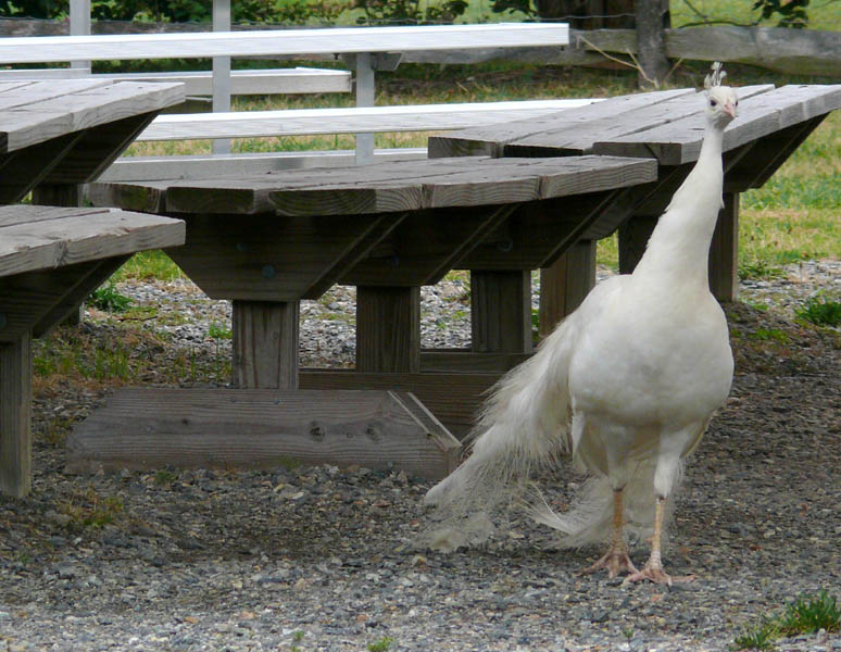 Peacock - White