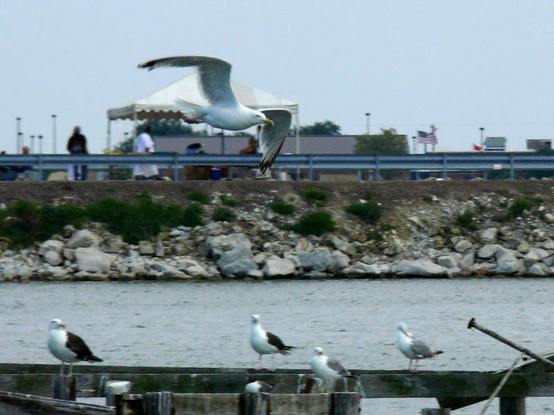 Gull Races!