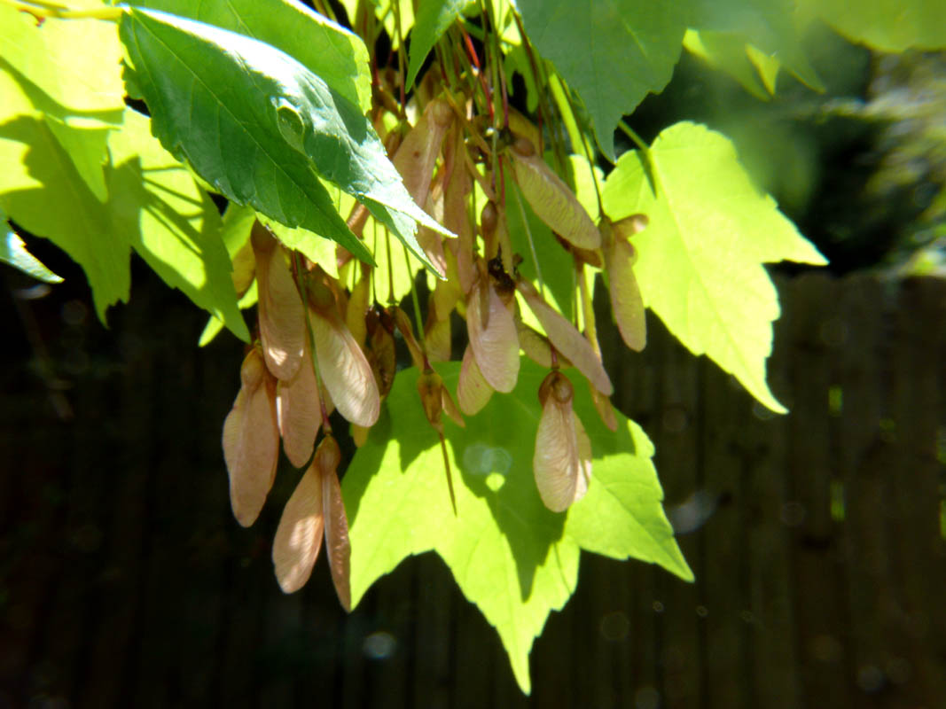 Maple Wings