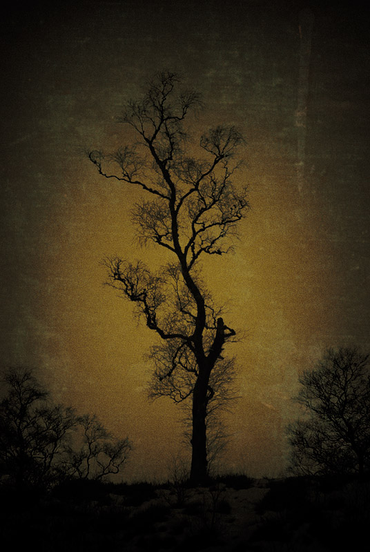 Winter Tree.