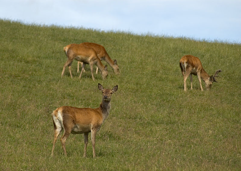 43 Nature Shots: Oh Deer.