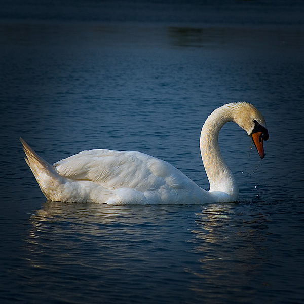 Swan.