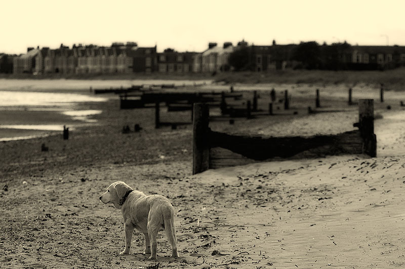 Beach Dog.
