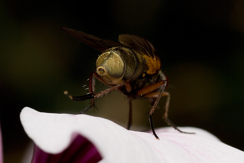 The Flys Butt.