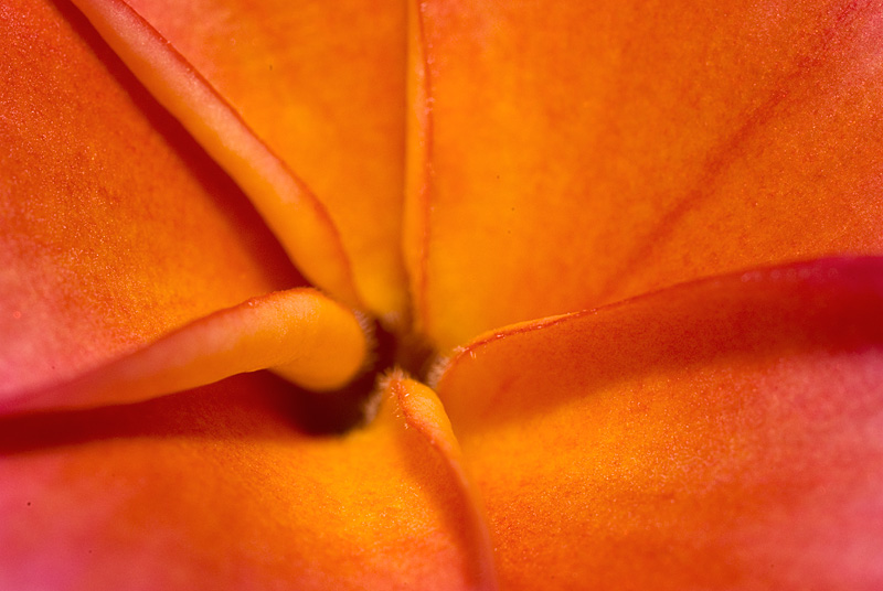 Orange and Yellow.