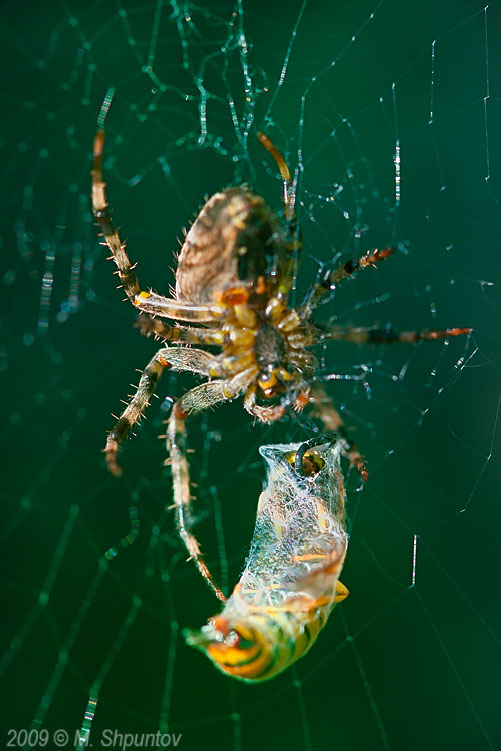 Wild Dinner