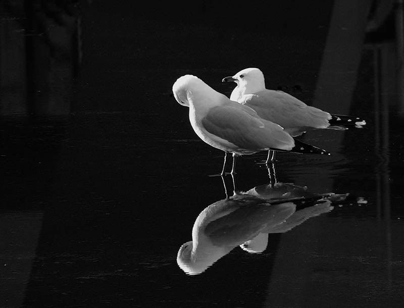 Reflections