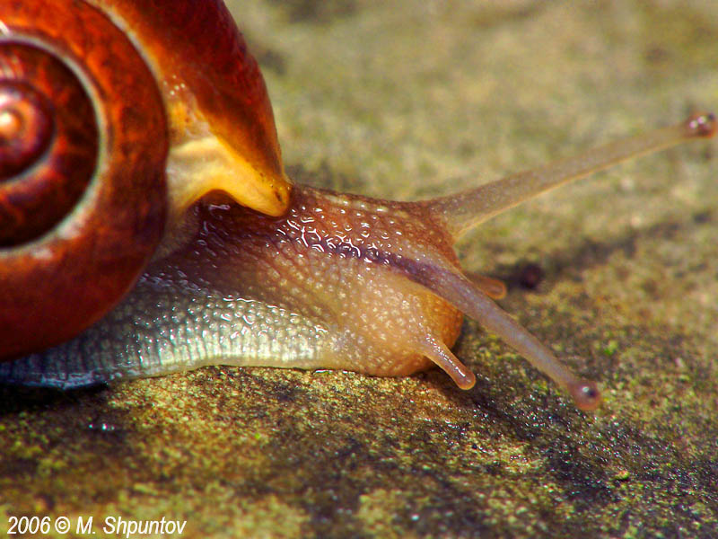 Snail