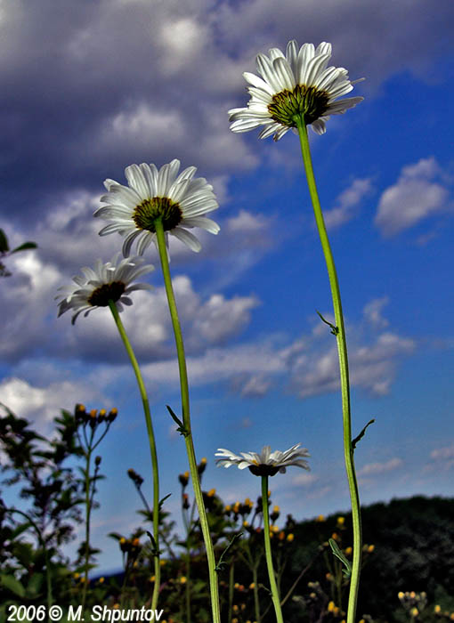 Daisys Forest