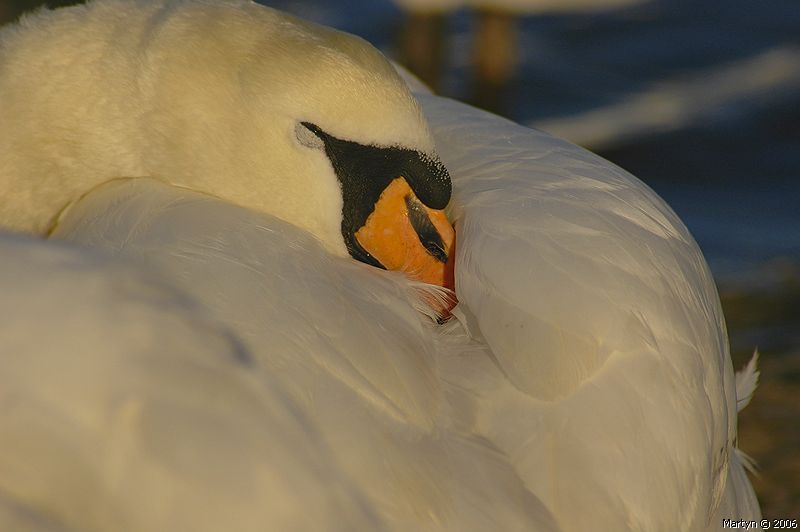 _DSC2629swan sunbathing.jpg