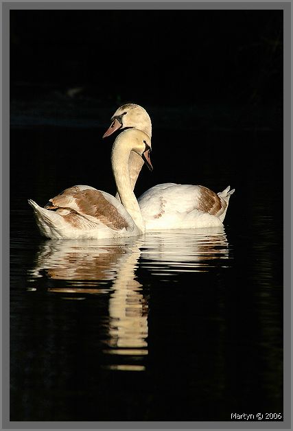 DSC_3126.jpg swan.jpg 7.jpg
