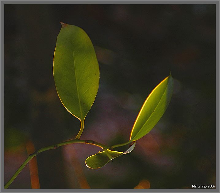 DSC_4304.jpg Just catching the light.jpg