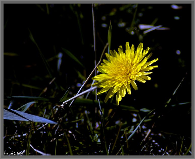 _DSC6535.jpg just dandy.jpg 1.jpg