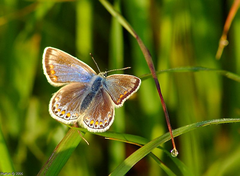 DSC_8132.jpg  butterfly.jpg