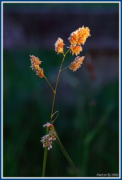 DSC_8390.jpg Hot summer.jpg