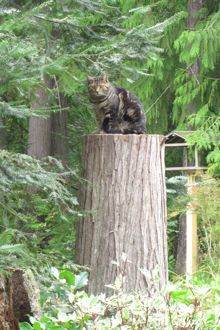 One of Dick and Anns crazy feral cats