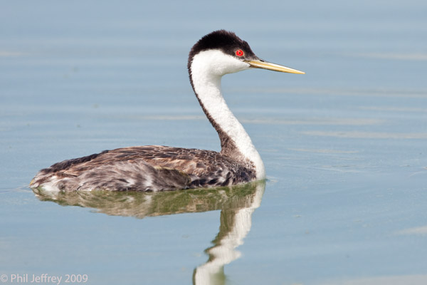 Western Grebe