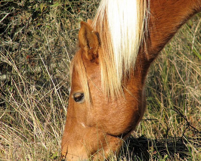 Wild Pony - Assateague Island