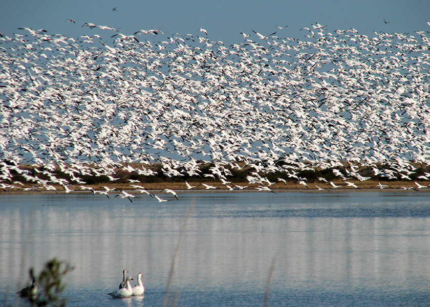 Snow Geese