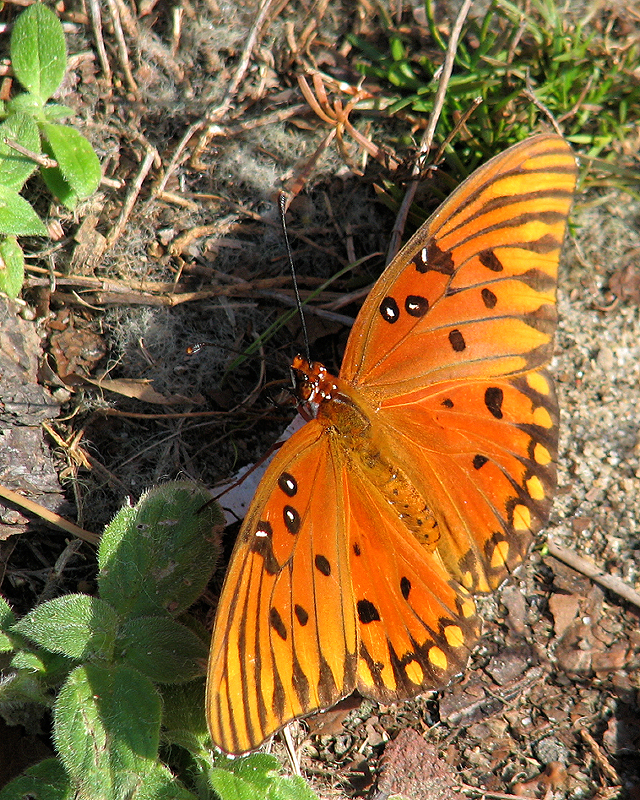 Butterfly - Outside Tennis Courts - Pensacola, FL Tournament