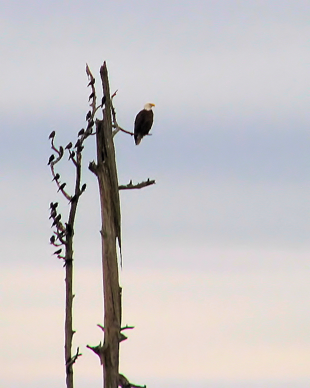 Bald Eagle & Friends