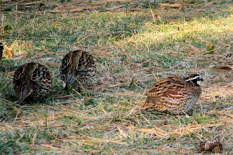 Bobwhite - Assateague Island