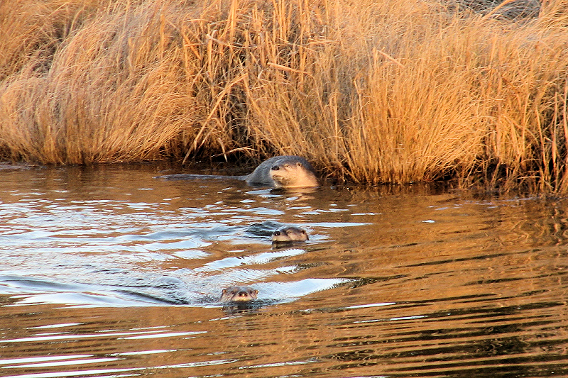 River Otters - Assateague Island