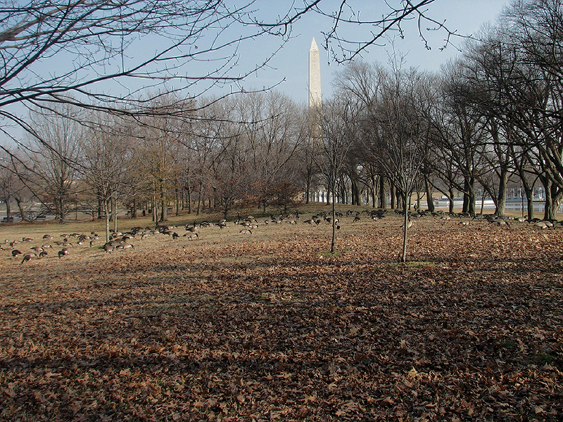 Geese on the National Mall